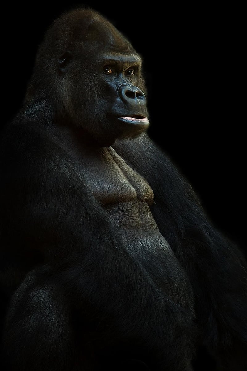 Bwindi Impenetrable Forest, Uganda